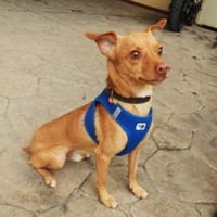 TEDDY, Hund zur Adoption