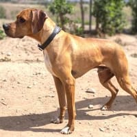 Bubba - rüstiger, schüchterner Senior, Hund zur Adoption