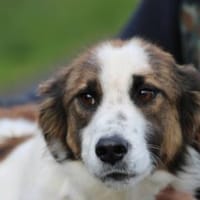 Tamas - unkomplizierter Jungrüde, Hund zur Adoption