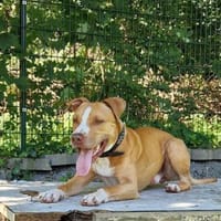 Cody, liebevoller Staff, Hund zur Adoption