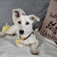 Bob, zurückhaltender Herzensbrecher, 8M, Hund zur Adoption