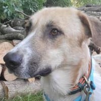 Felicio wartet in 99718 Greussen, Hund zur Adoption