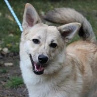 Josie, aktive, freundliche Junghündin, Hündin zur Adoption