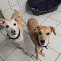 Gwenny & Gilda 2 Schwestern nur zusammen, Hündin zur Adoption