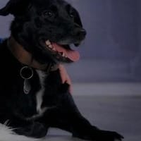 Notfell Zuma, Hündin zur Adoption