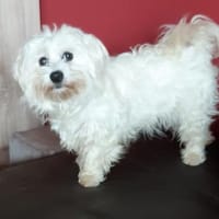 Pelyhecske in 27478 Cuxhaven #, Hündin zur Adoption