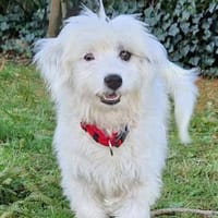 Liebe VALI sucht ihre Familie, Hündin zur Adoption