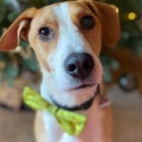 Neues Zuhause für Bailey gesucht, Hund zur Adoption