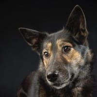 Zuhause gesucht für Lambada, Hündin zur Adoption