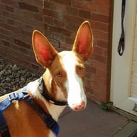 Pancho  unser Podenco Laubube, Hund zur Adoption