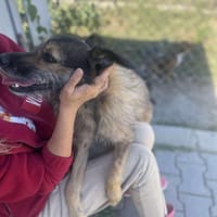 Candy, Zucker, wie der Name sagt, Hündin zur Adoption