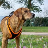 Romeo - wartet in 78315 Radolfzell, Hund zur Adoption