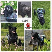 Kämpferherz Hope sucht seine Menschen, Hund zur Adoption