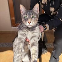 Werde Pflegestelle für Katzen in NOT, Kater zur Adoption