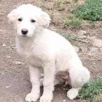 Joy, auf der Suche nach dem Glück, Hündin zur Adoption