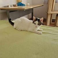 Winie, Kater zur Adoption