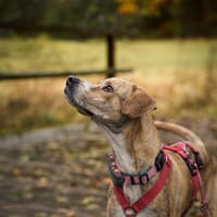 Paco sucht ein Zuhause, Hund zur Adoption