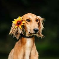 Hübscher Taymuraz sucht seine Familie, Hund zur Adoption