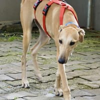 Nora, neugierig, offen, lernwillig, Hündin zur Adoption