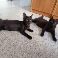 Drei Kitten suchen ein Zuhause, Kater zur Adoption