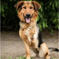 Naya - mit drei beinen ins Glück?, Hündin zur Adoption