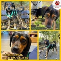 Sanfte Emma sucht ihr zuhause, Hündin zur Adoption