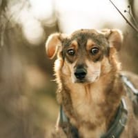 Vorsichtiger Zhuzhik sucht sein Zuhause, Hund zur Adoption