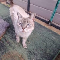 Hübsche Katzendame Media Cola, Katze zur Adoption