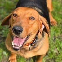 Wundervolle FIONA, Hündin zur Adoption