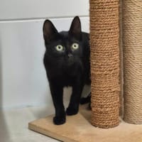 Mino, Pablo, Pino und Raiko, Kater zur Adoption