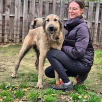 Belial Wilbert von Barthausen, Hund zur Adoption