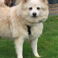 Roma sehnt sich nach Geborgenheit, Hündin zur Adoption