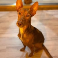 Rufo sucht eine Familie zum Liebhaben, Hund zur Adoption