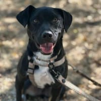 Jan, charmanter Sonnenschein, ca. 1J 121, Hund zur Adoption