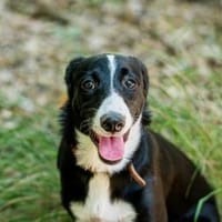 Zauberhafte Lotti, Hündin zur Adoption