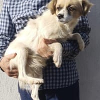 Sely 34 cm (Pflegestelle), Hündin zur Adoption