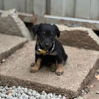 Constantin, fröhlicher Hundejunge, 3M, Hund zur Adoption