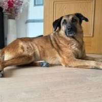 Miss Lucy, treuherzige Seniorin,8J 93047, Hündin zur Adoption