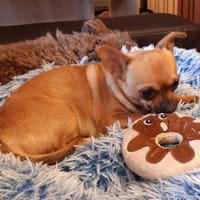 Tango in 27478 Cuxhaven #, Hund zur Adoption