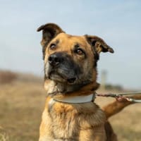 Papesz, menschenbezogener Begleiter, 8J, Hund zur Adoption