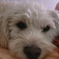 Jerry sucht dringend neues zu Hause, Hund zur Adoption