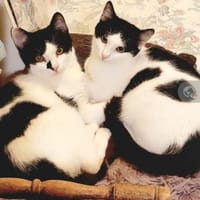 Sarah & Sasha Ruhiges Dreamteam, Kater zur Adoption