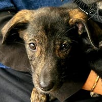 Yumi, chienne à adopter