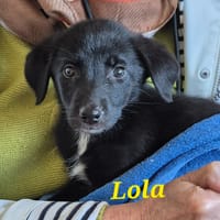 LOLA, chienne à adopter