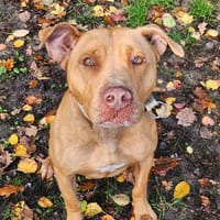 GHOST, chien à adopter