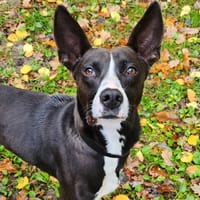 POLISSON, chien à adopter