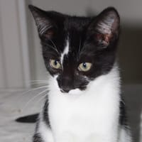 CHOUFFE, chat à adopter