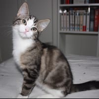 GRIM, chat à adopter