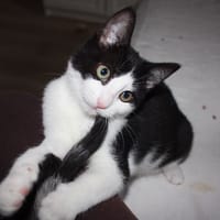 GOUDALE, chatte à adopter