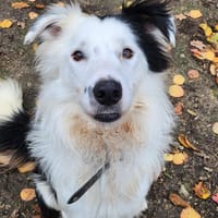 VELCRO, chien à adopter